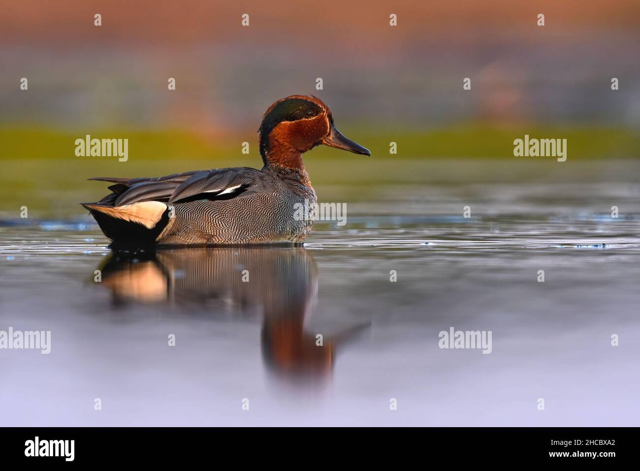 Low angle shot of a colorful male eurasian teal (Anas crecca) swimming in water at sunset. Stock Photo