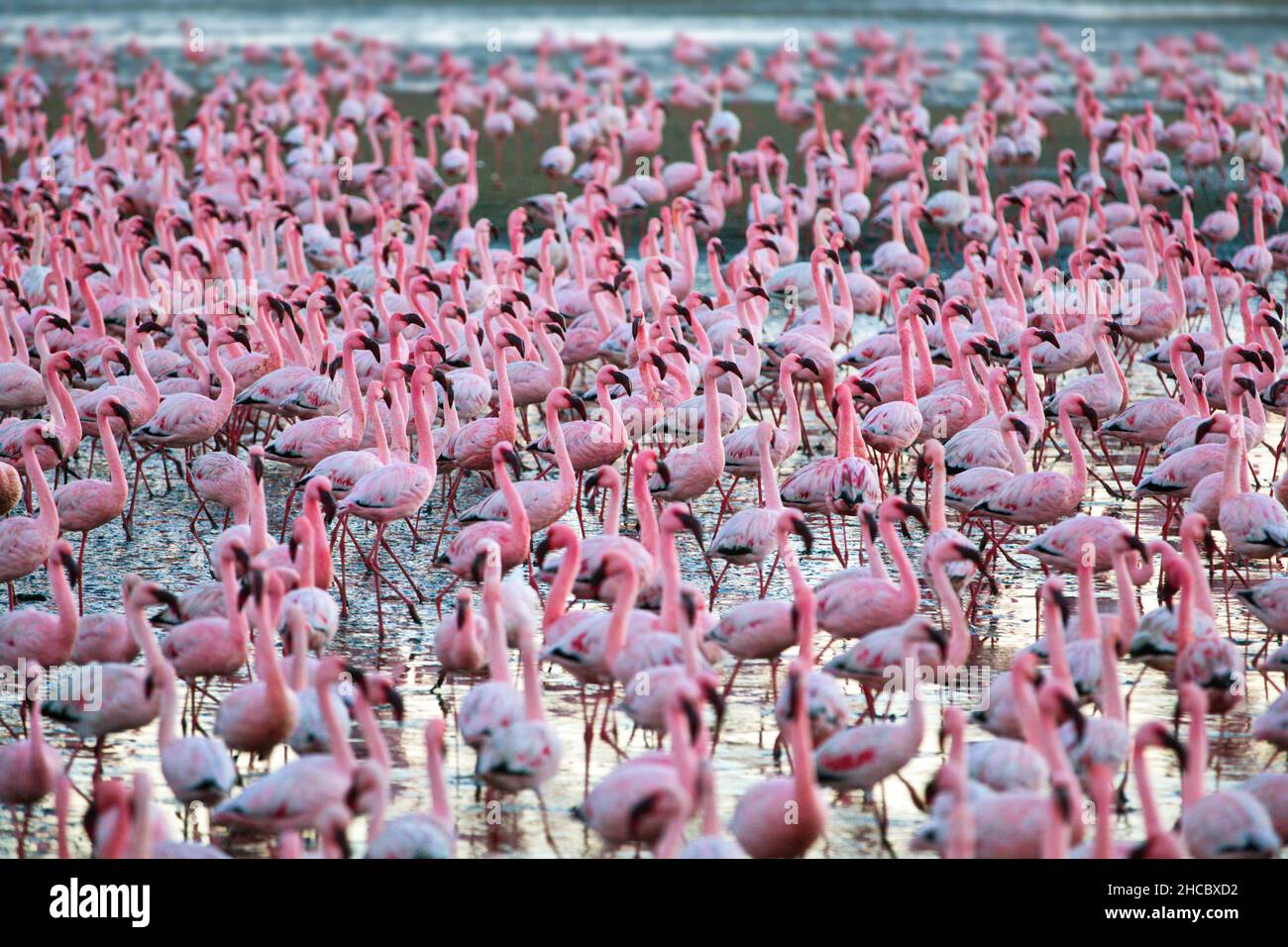 Beautiful shot of a bunch of flamingos in a sea in Nambia Stock Photo