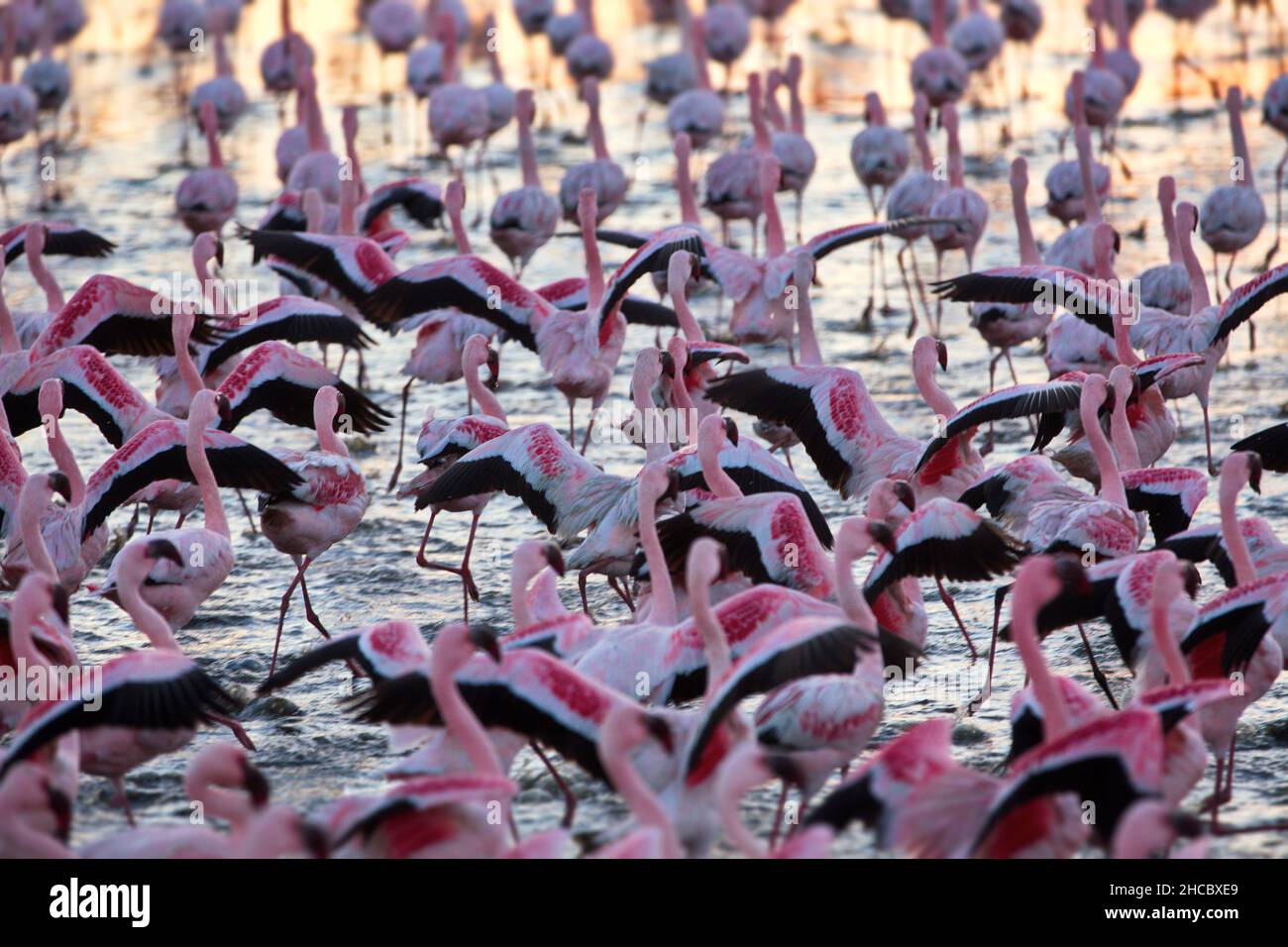 Beautiful shot of a bunch of flamingos in a sea in Nambia Stock Photo