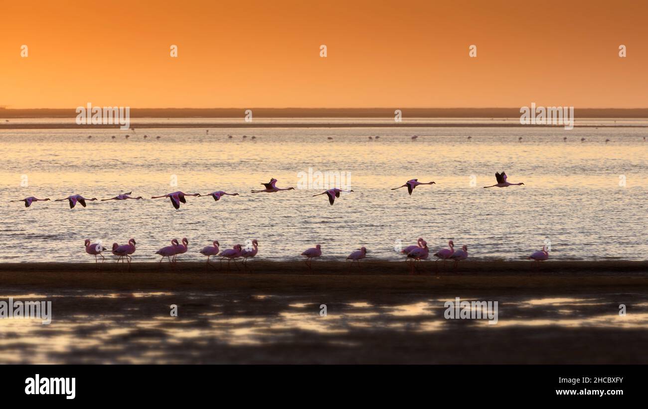 Beautiful shot of a bunach of flamingos in a sea in Nambia Stock Photo