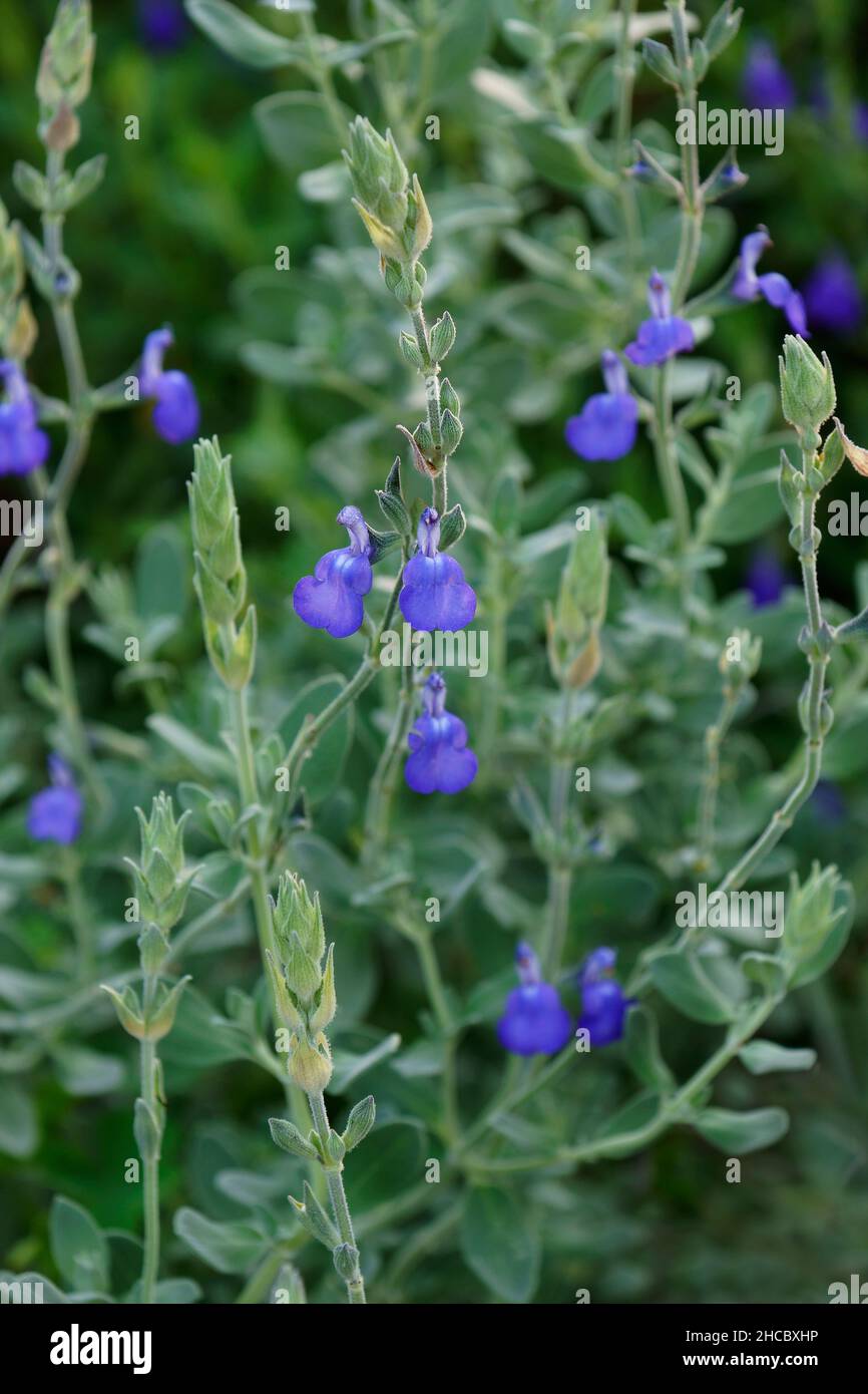 Germander sage (Salvia chamaedryoides Stock Photo Alamy