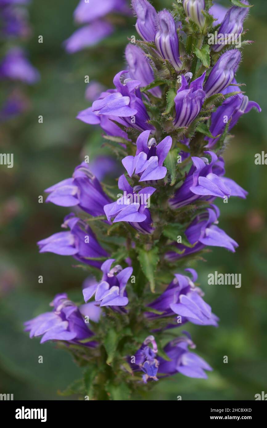Blue cardinal flower (Lobelia siphilitica). Called Great blue lobelia