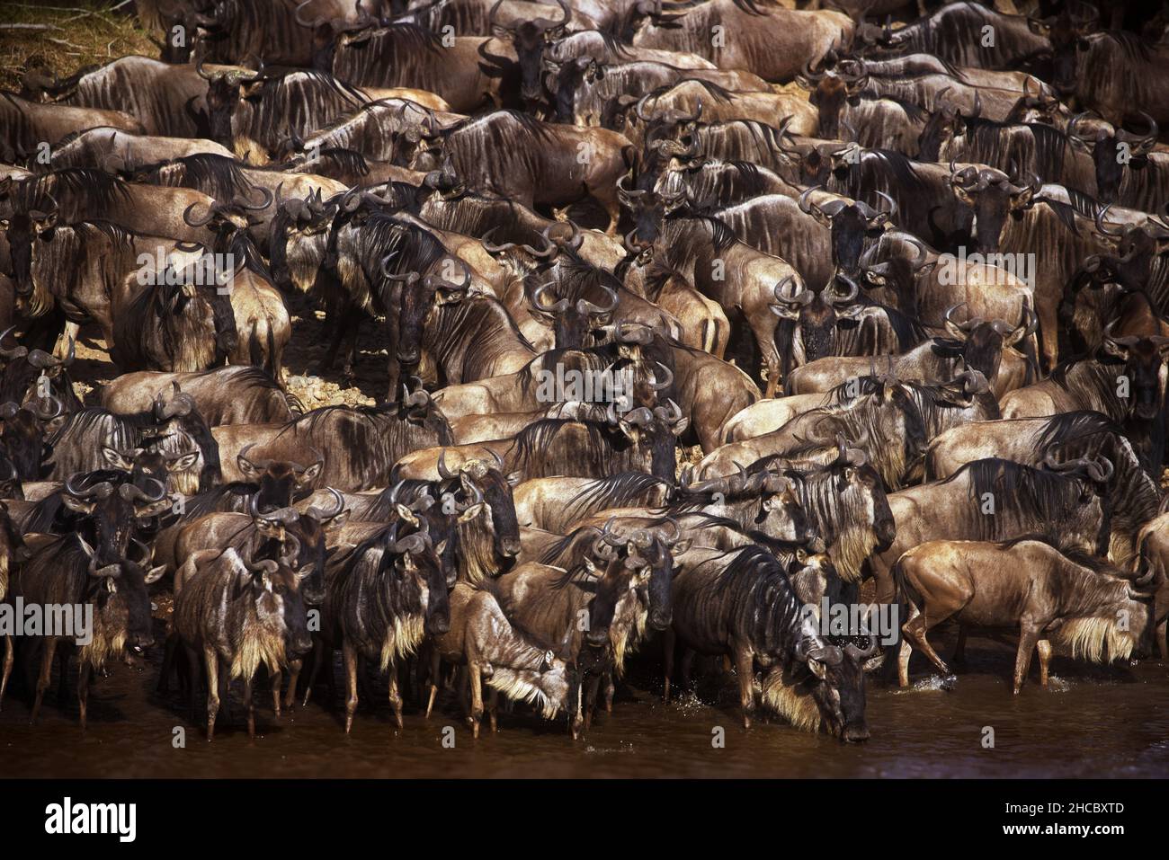 Big herd wildebeest in hi-res stock photography and images - Alamy