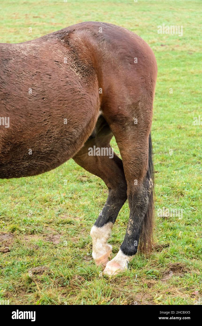 Hind legs and tail of a browndomestic horse (Equus ferus caballus) on a pasture in the countryside in Germany, Europe Stock Photo