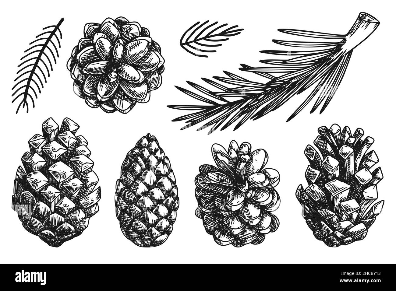 Cones and branches of different plants Isolated on white background