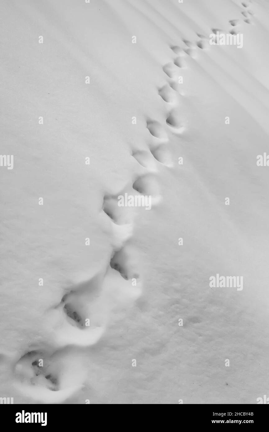 Cat footprint in the snow. Paw prints in winter white snow. Concept of abandoned and hungry cat in frosty winter Stock Photo