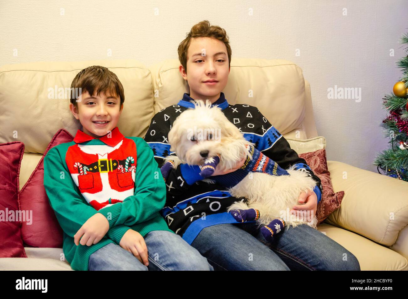 Brothers sit together on a setter on Christmas day and cuddle their small white cavapoo dog. They wear Christmas jumpers. Stock Photo
