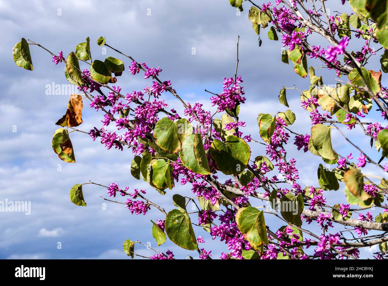 Pink flowers of a blooming Judas tree against the sky. Selective focus. Stock Photo
