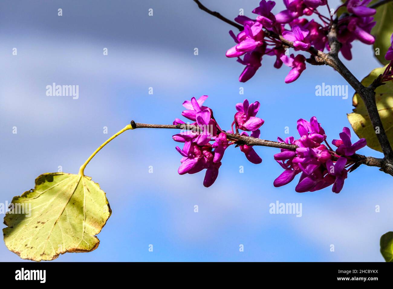Pink flowers of a blooming Judas tree against the sky. Selective focus. Stock Photo