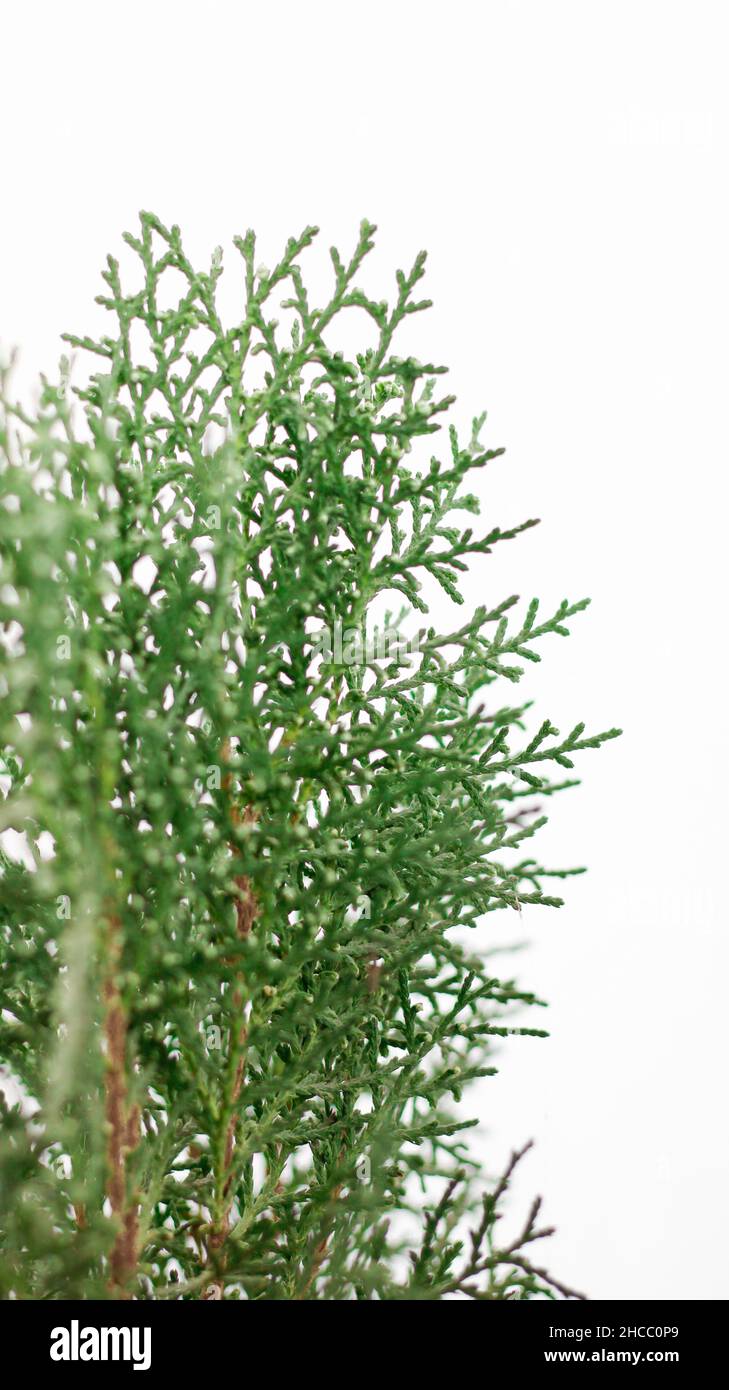 Thuja occidentalis Plant is known as Morpankhi Plant, Thuja occidentalis, Mayurpankhi, Green Thuja leaves, Oriental arborvitae as background Stock Photo
