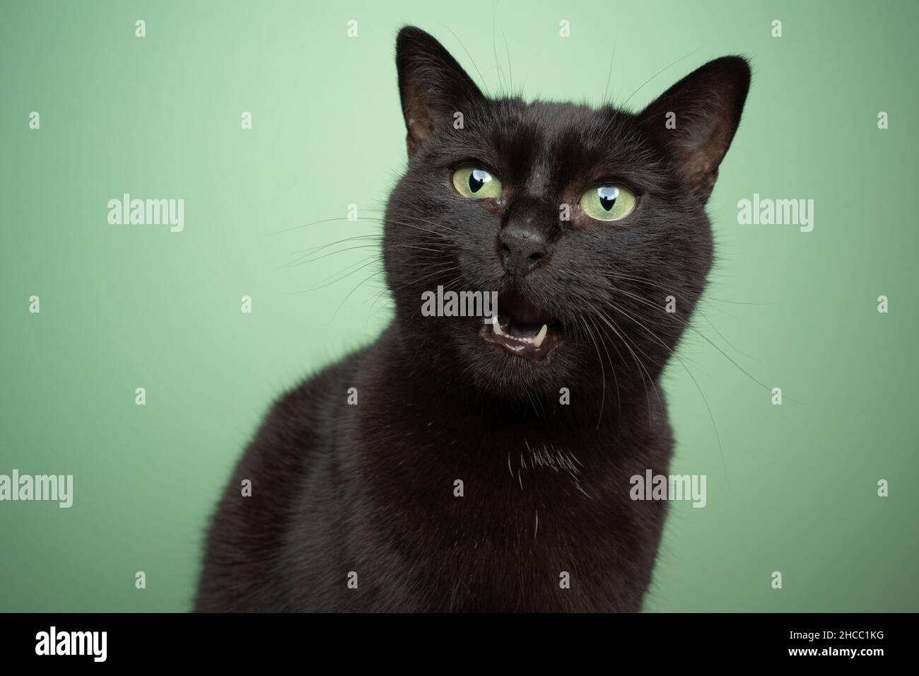 black domestic cat with green eyes meowing portrait on green background Stock Photo