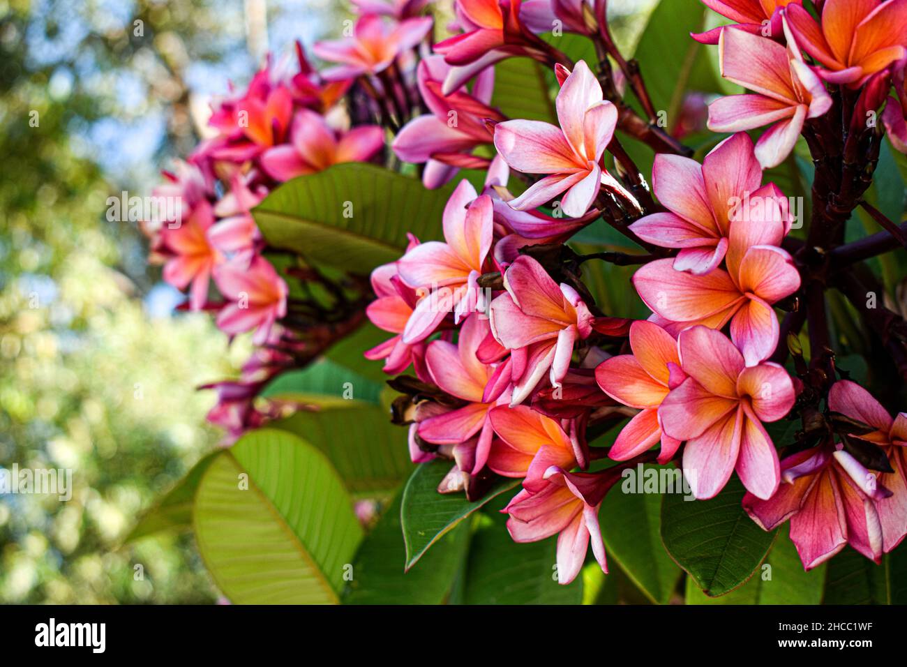 Pink frangipani tree Stock Photo Alamy