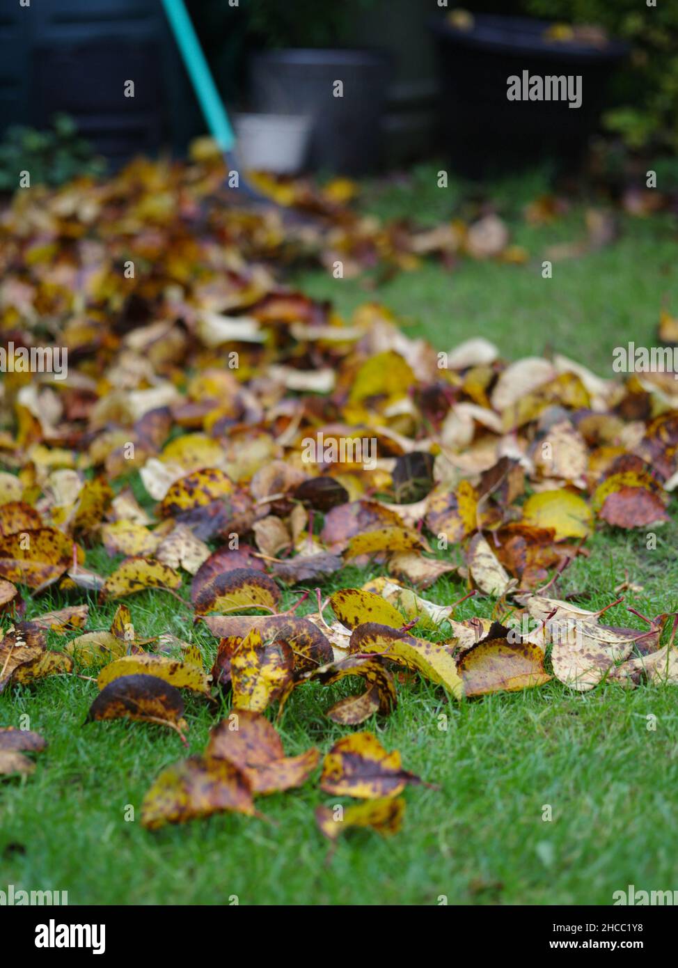 Garden leaf rake December winter apple tree leaves Stock Photo Alamy
