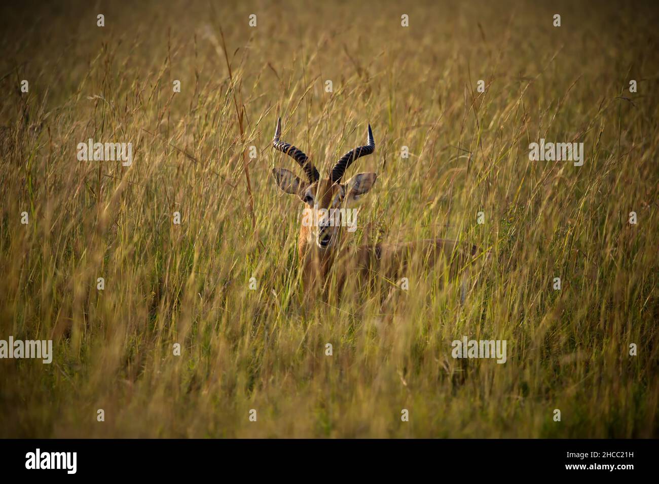 Beautiful antelope in a field in Uganda Stock Photo Alamy