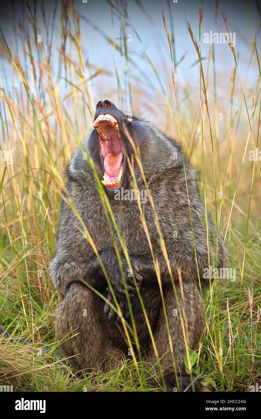 Vertical shot of a scary bear growling on a meadow in Uganda Stock Photo