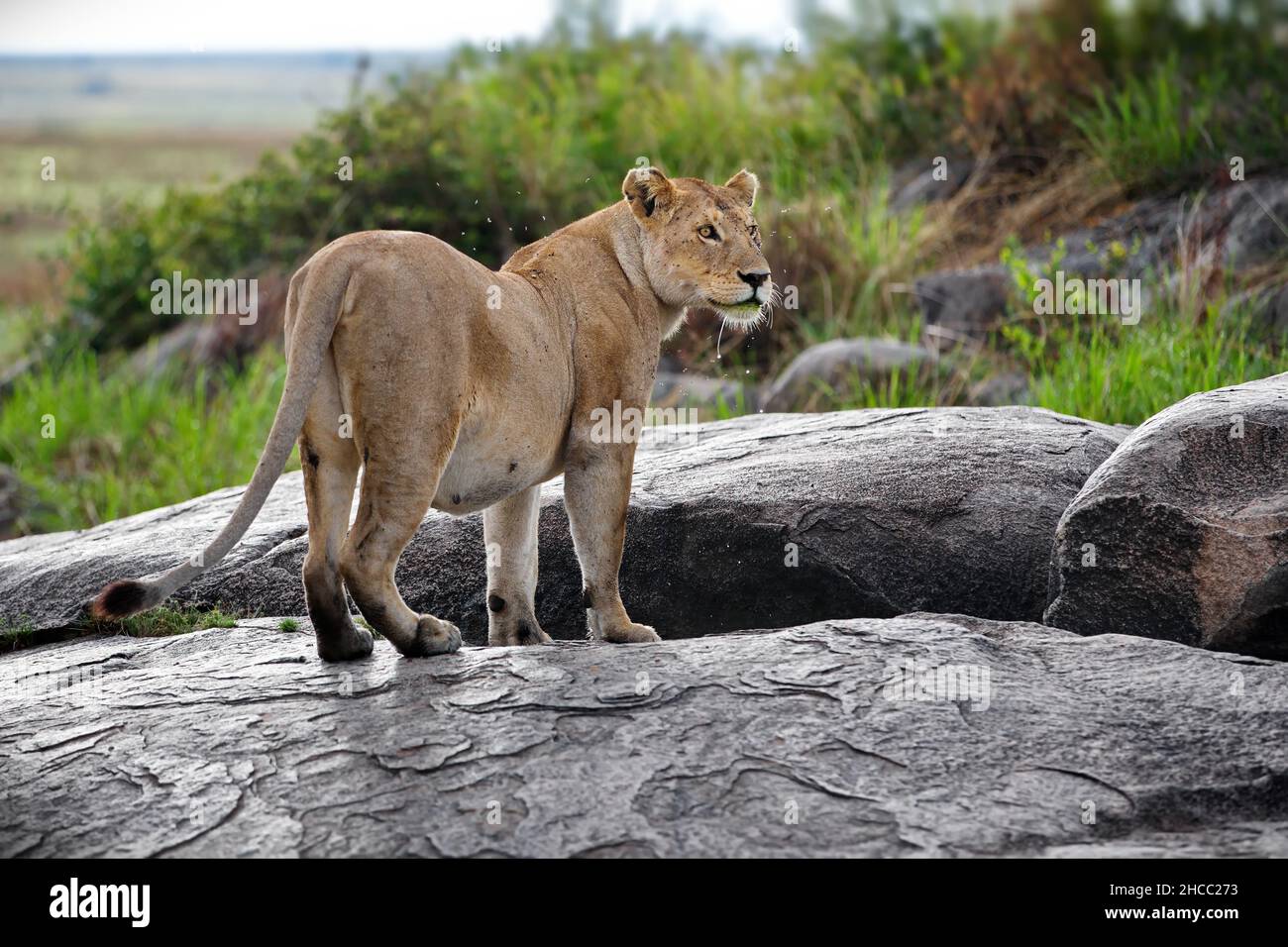 Lioness in Tanzania nature during daylight Stock Photo