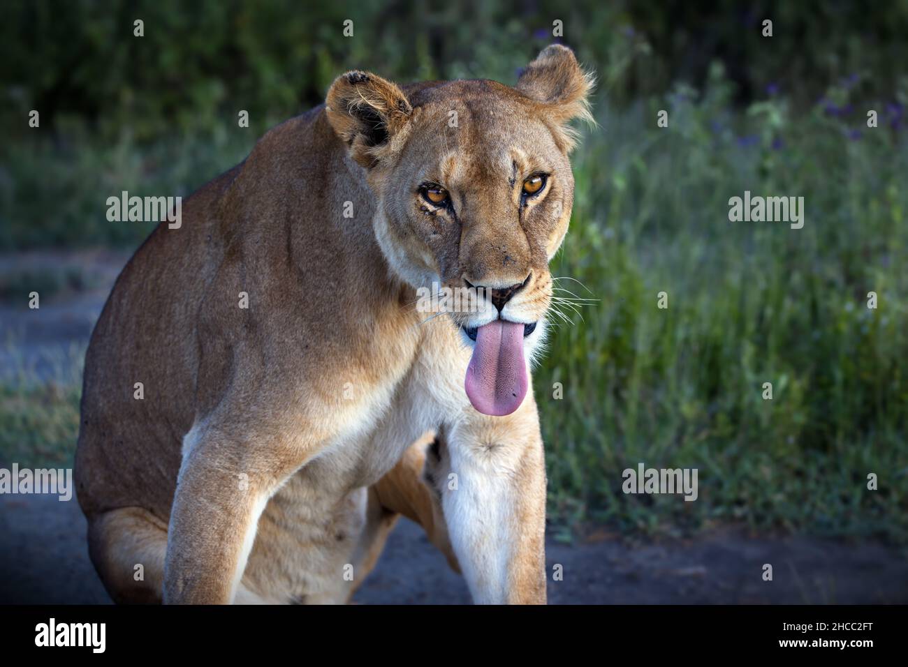 Maneless lion hi-res stock photography and images - Alamy