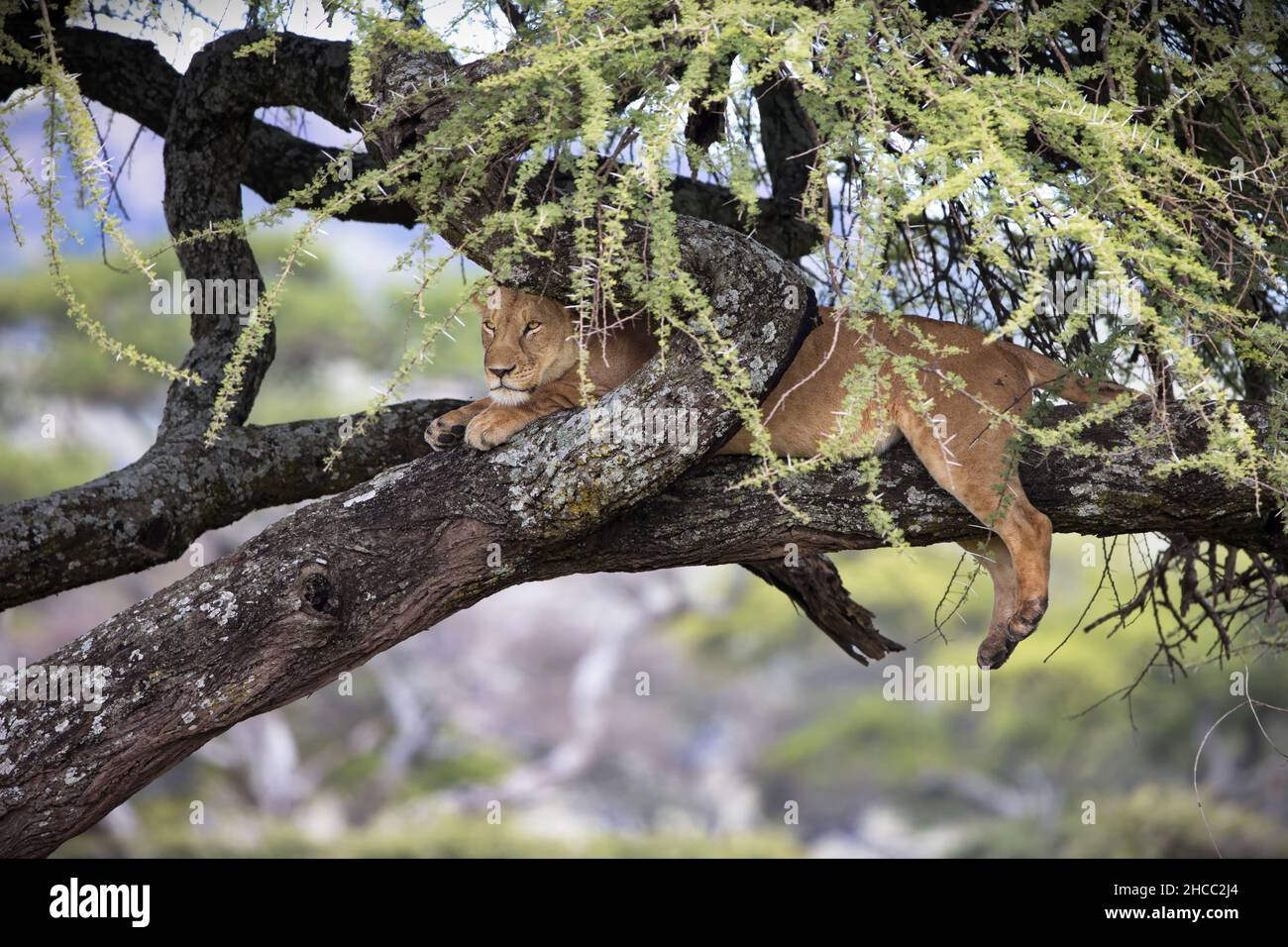 Lioness up in a tree in Tanzania nature during daylight Stock Photo