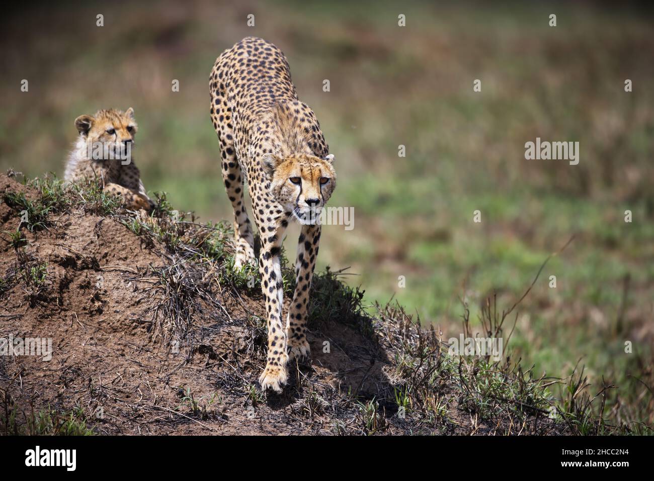 Big and baby cheetah walking against a blurry grass background in Tanzania Stock Photo