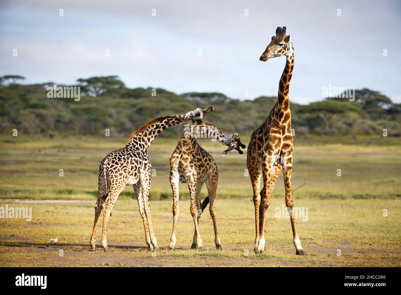 Group of giraffes hi-res stock photography and images - Alamy
