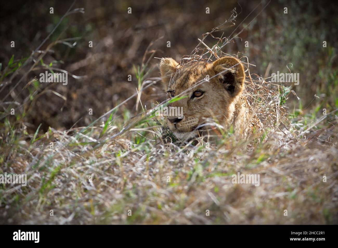 Lioness in Tanzania nature during daylight Stock Photo