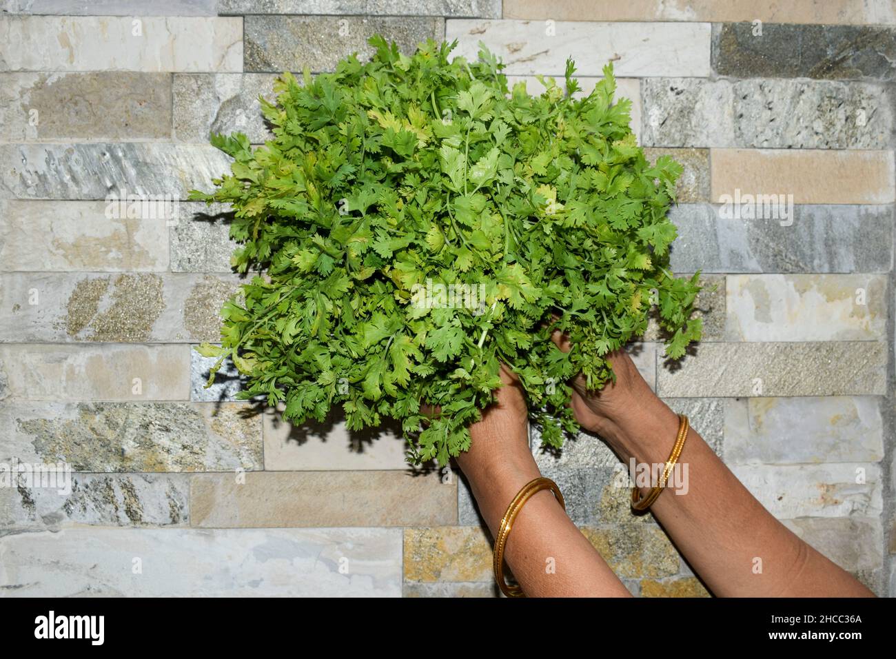 Freshly plucked coriander leaves green leafy leaf bunch. Lady plucking harvested green leafy indian vegetable from farm. fresh vegetables homegrown Stock Photo