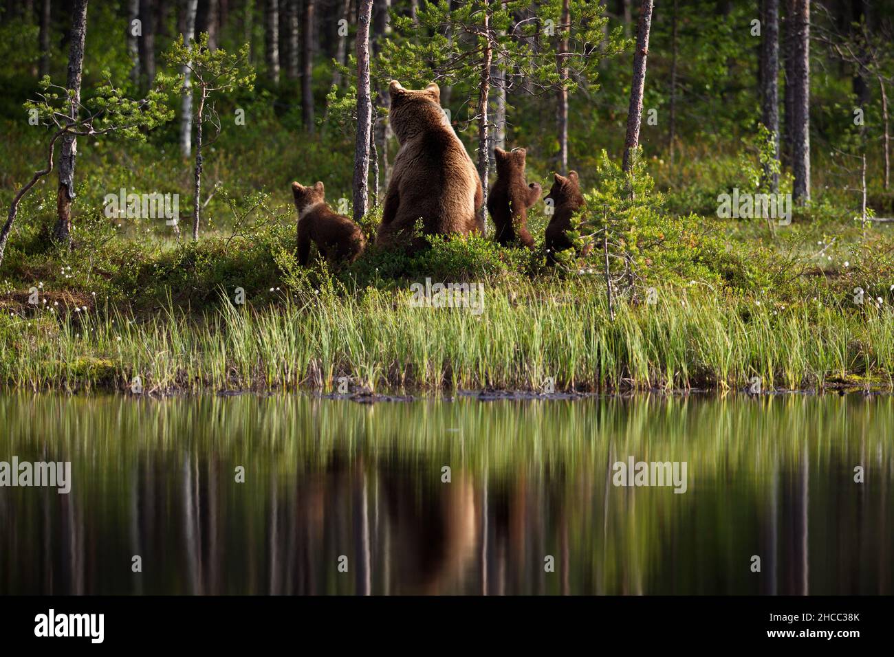 Family of brown bears sitting on the ground and their reflection in the ...