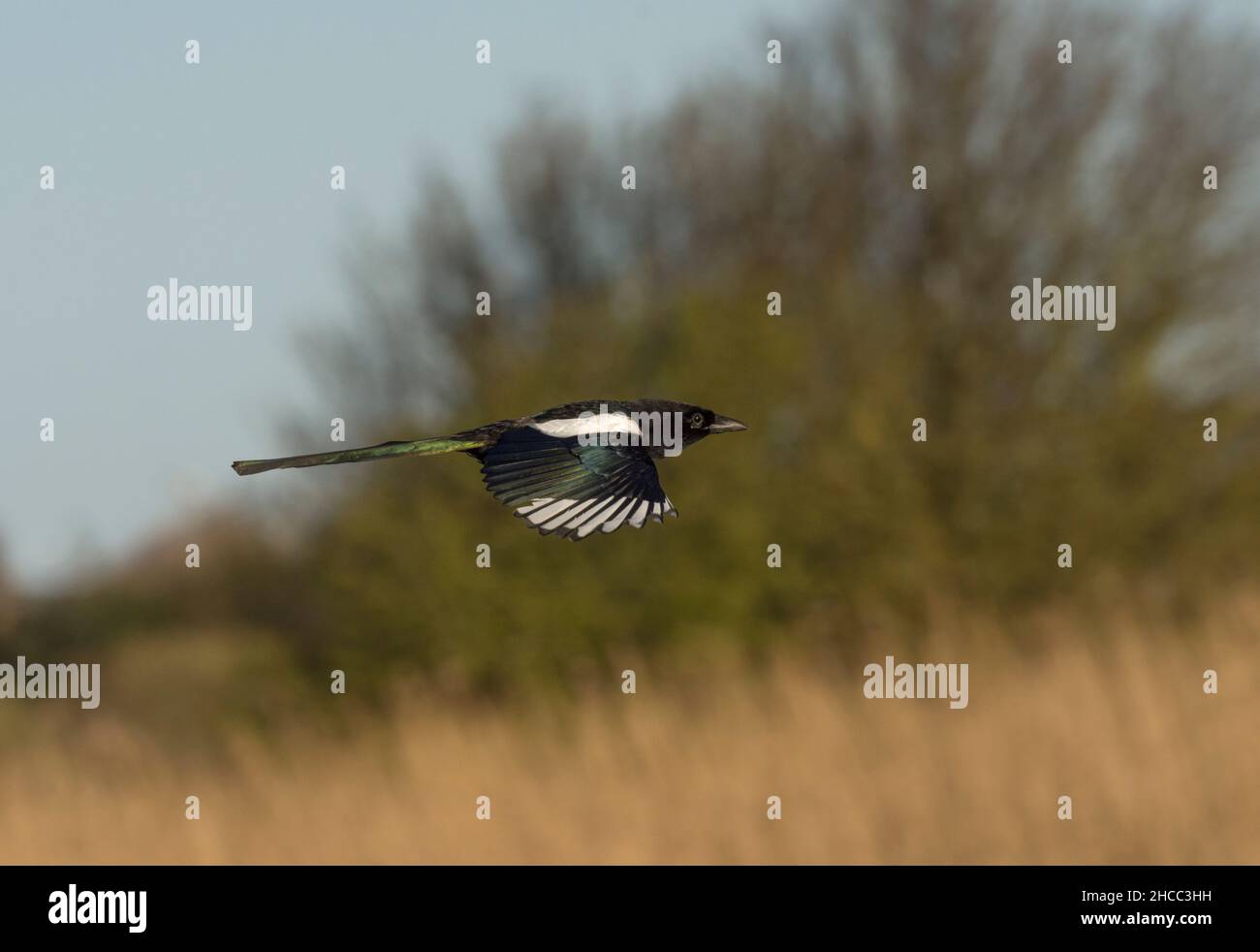 Eurasian magpie, Pica pica, in flight, over reedbed, Lancashire, UK Stock Photo