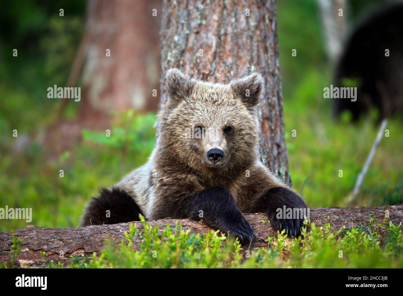 Little brown bear in the forest in Finland Stock Photo - Alamy