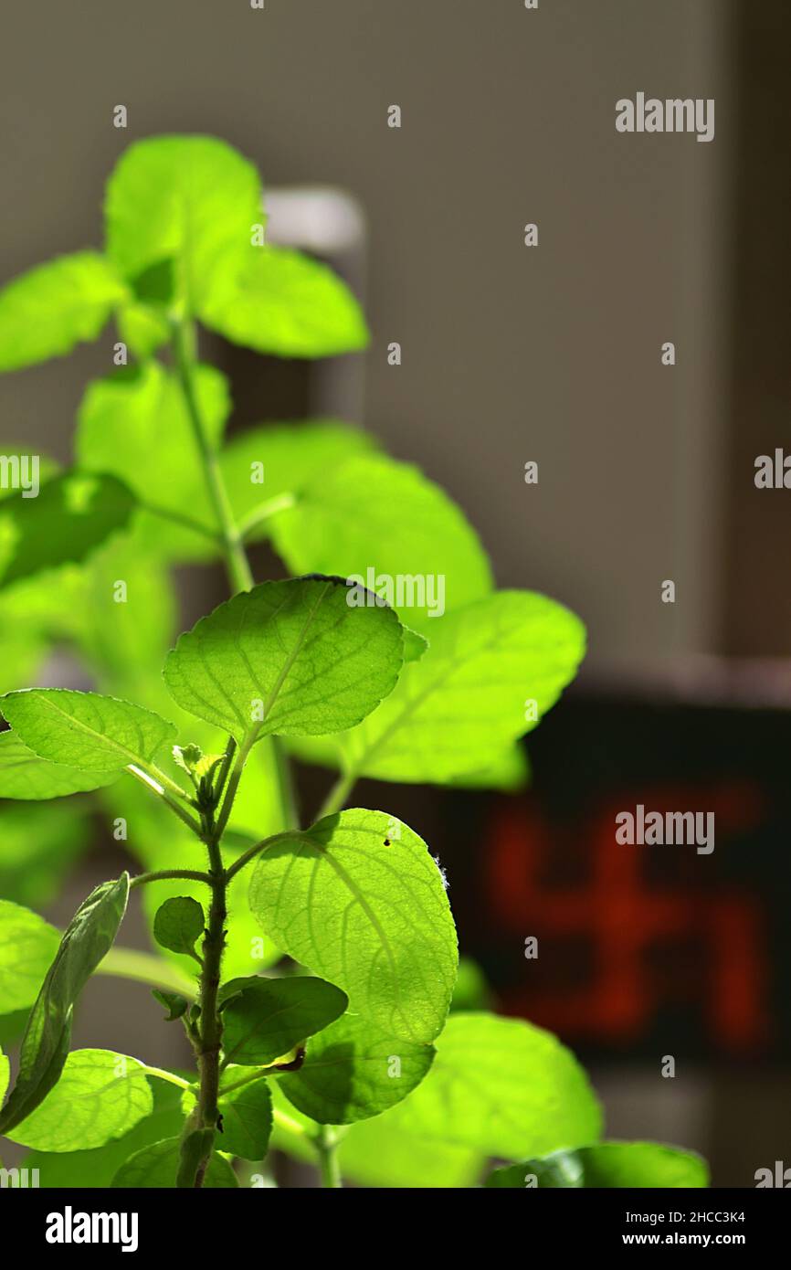 Close up of holy basil plant against swastika symbol india hires stock