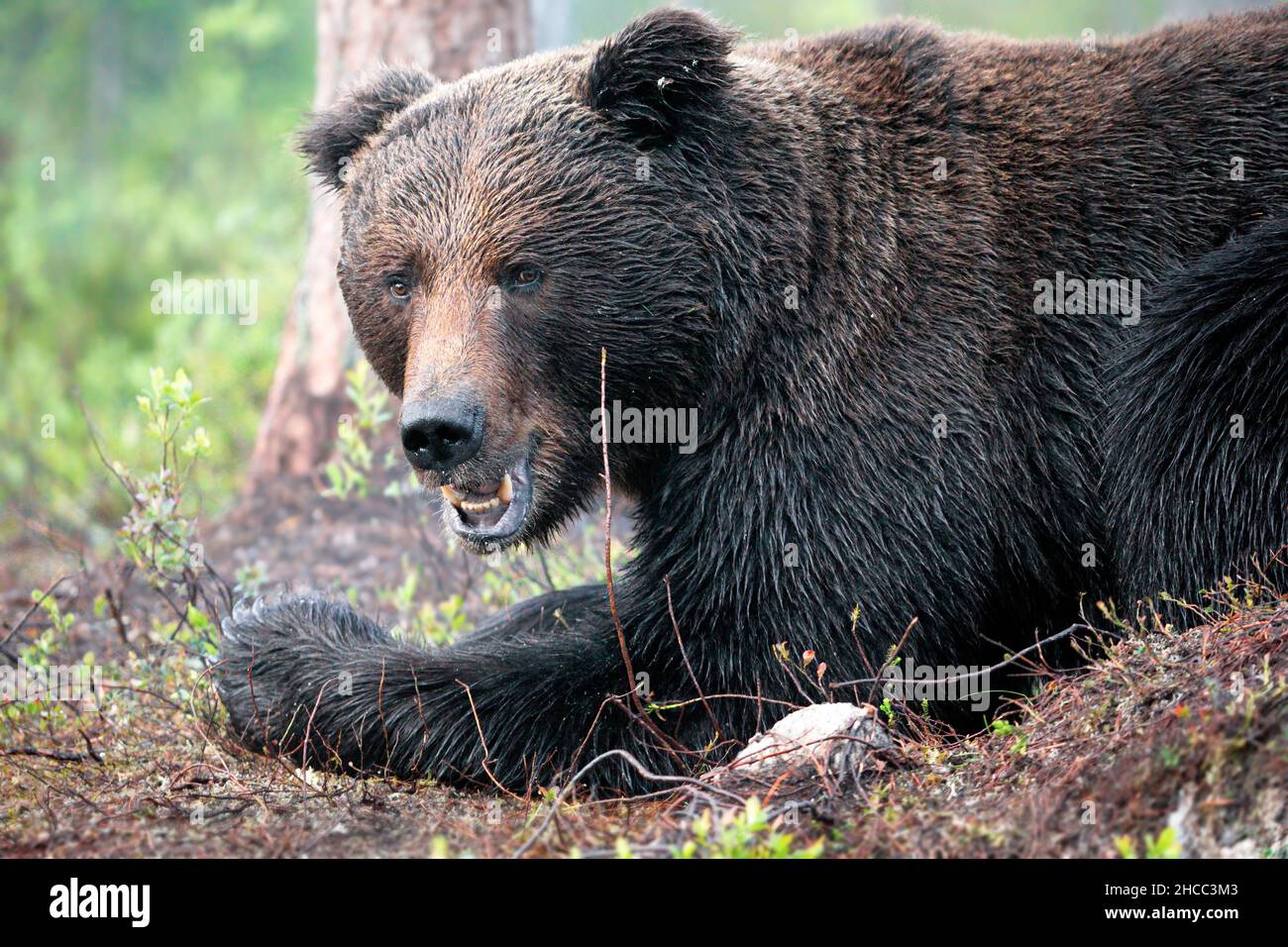 Brown bear in the forest in Finland Stock Photo - Alamy