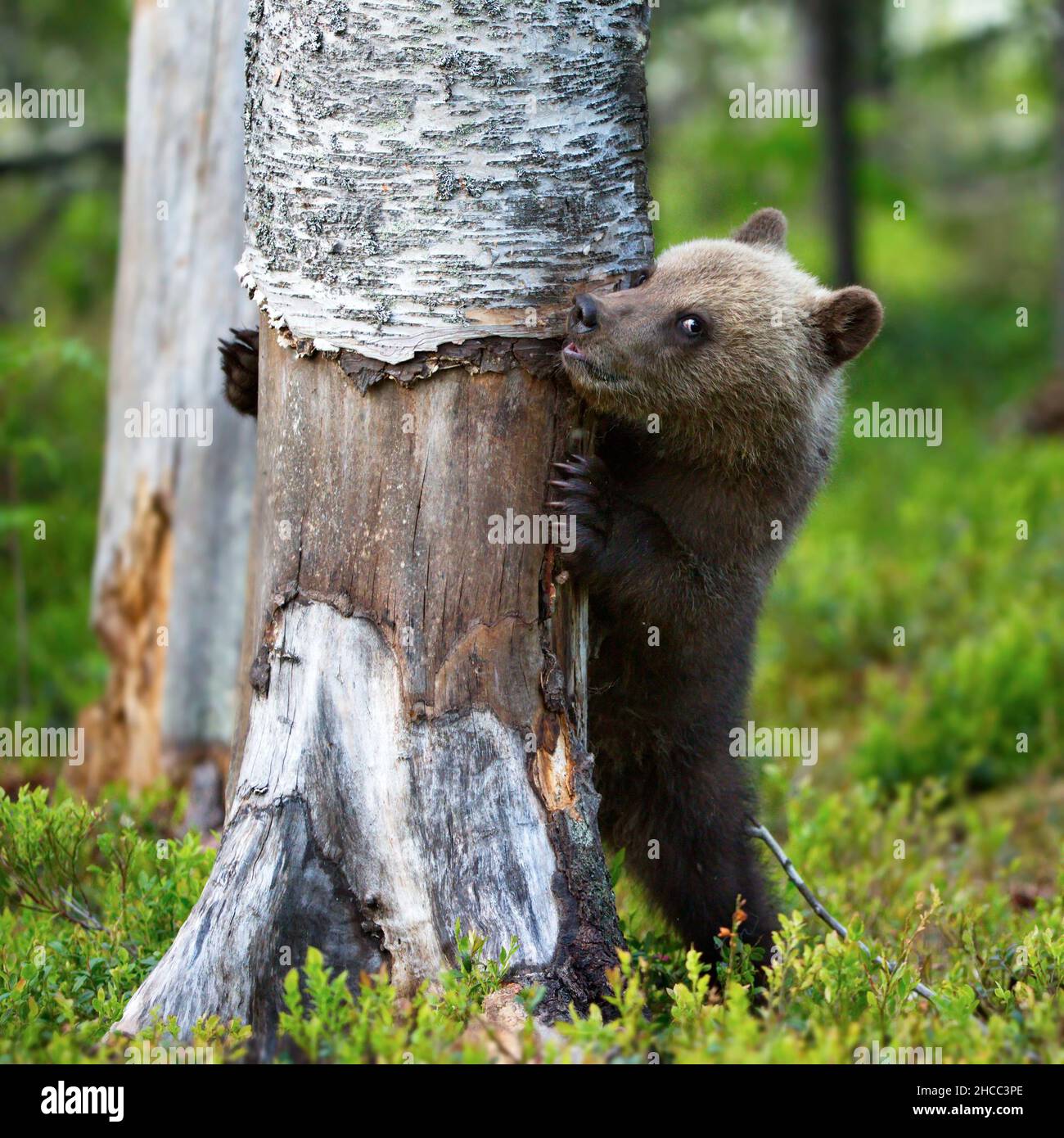 can grizzly bears climb trees