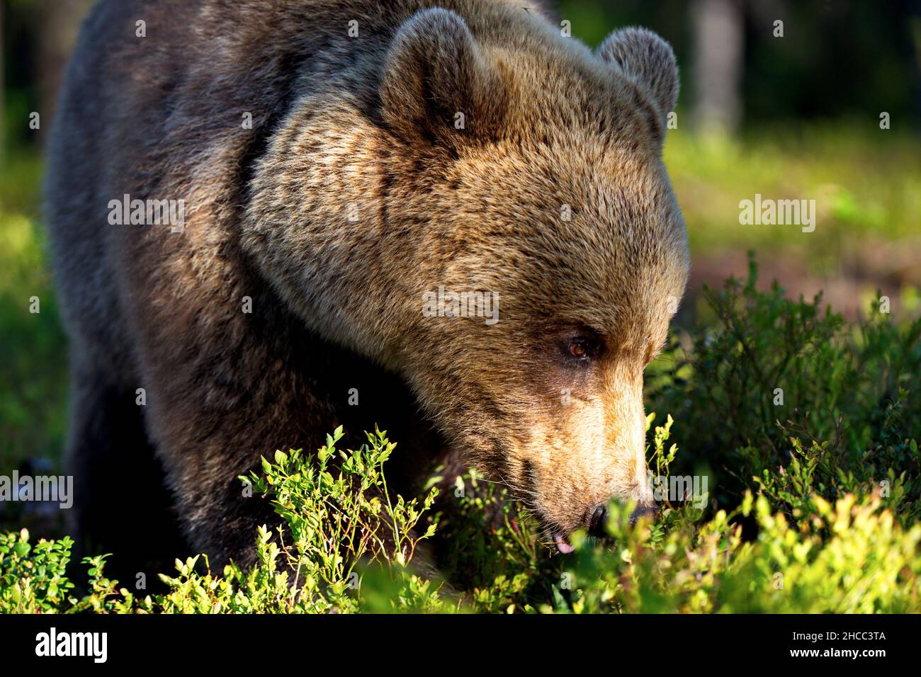 Brown bear in the forest in Finland Stock Photo - Alamy