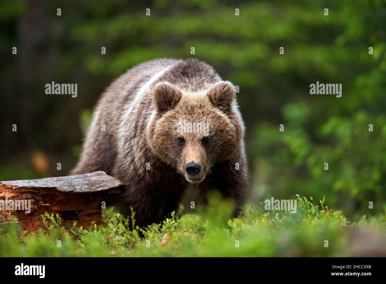Brown bear in the forest in Finland Stock Photo - Alamy