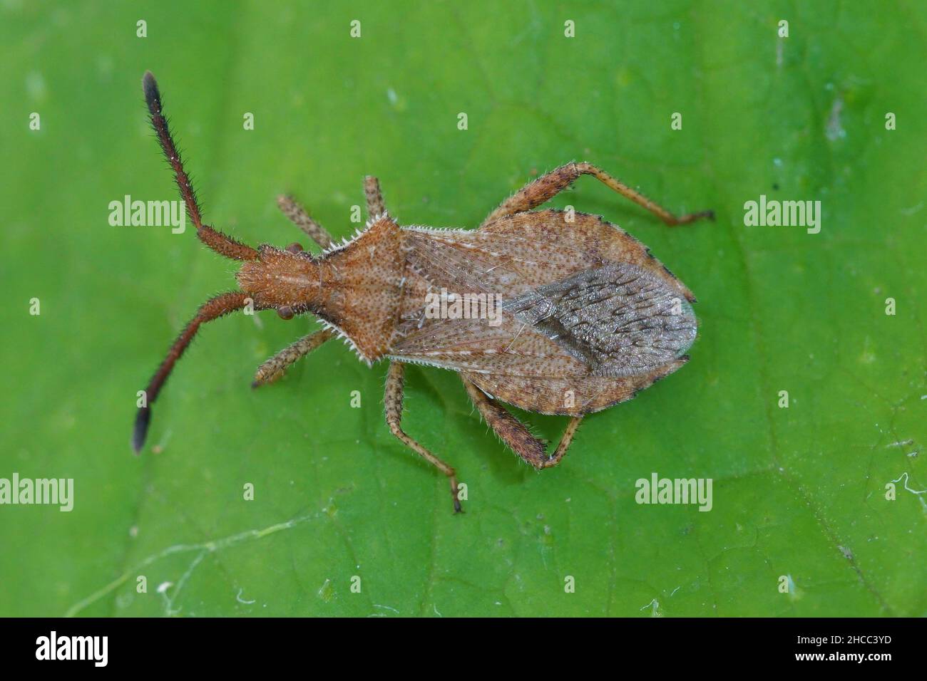 Detailed close up of a squash bug , Coriomeris denticulatus on a green leaf Stock Photo