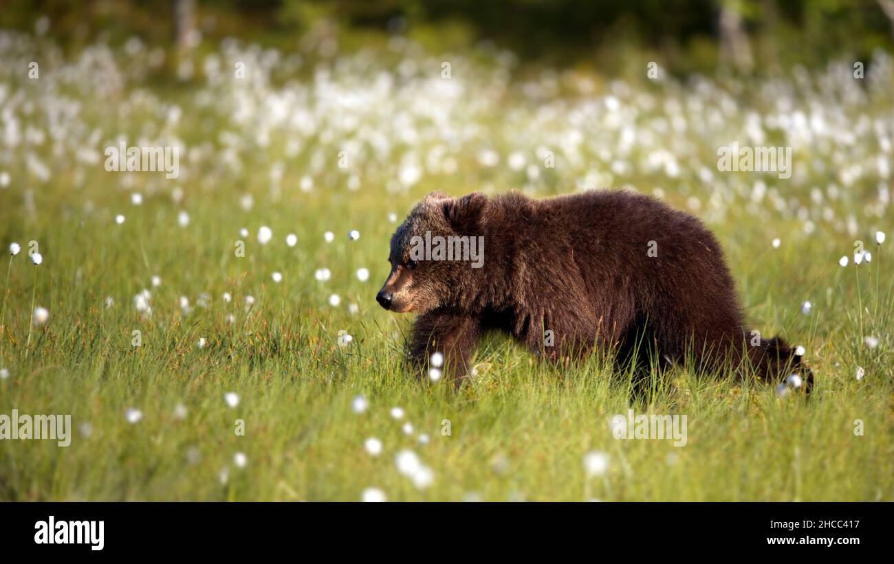 Little brown bear in the forest in Finland Stock Photo - Alamy
