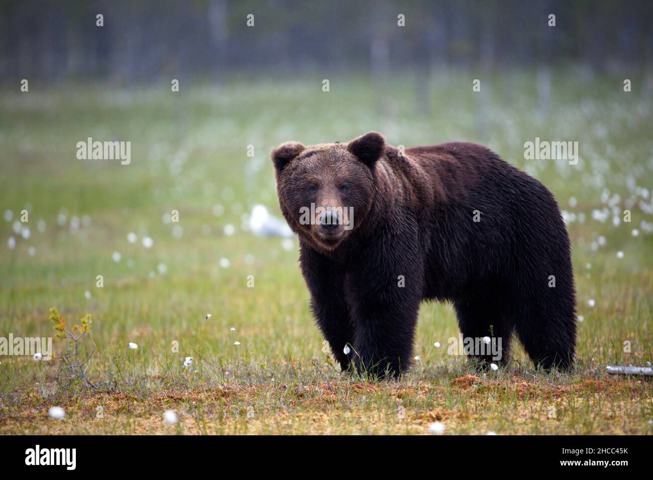 Brown bear in the forest in Finland Stock Photo - Alamy