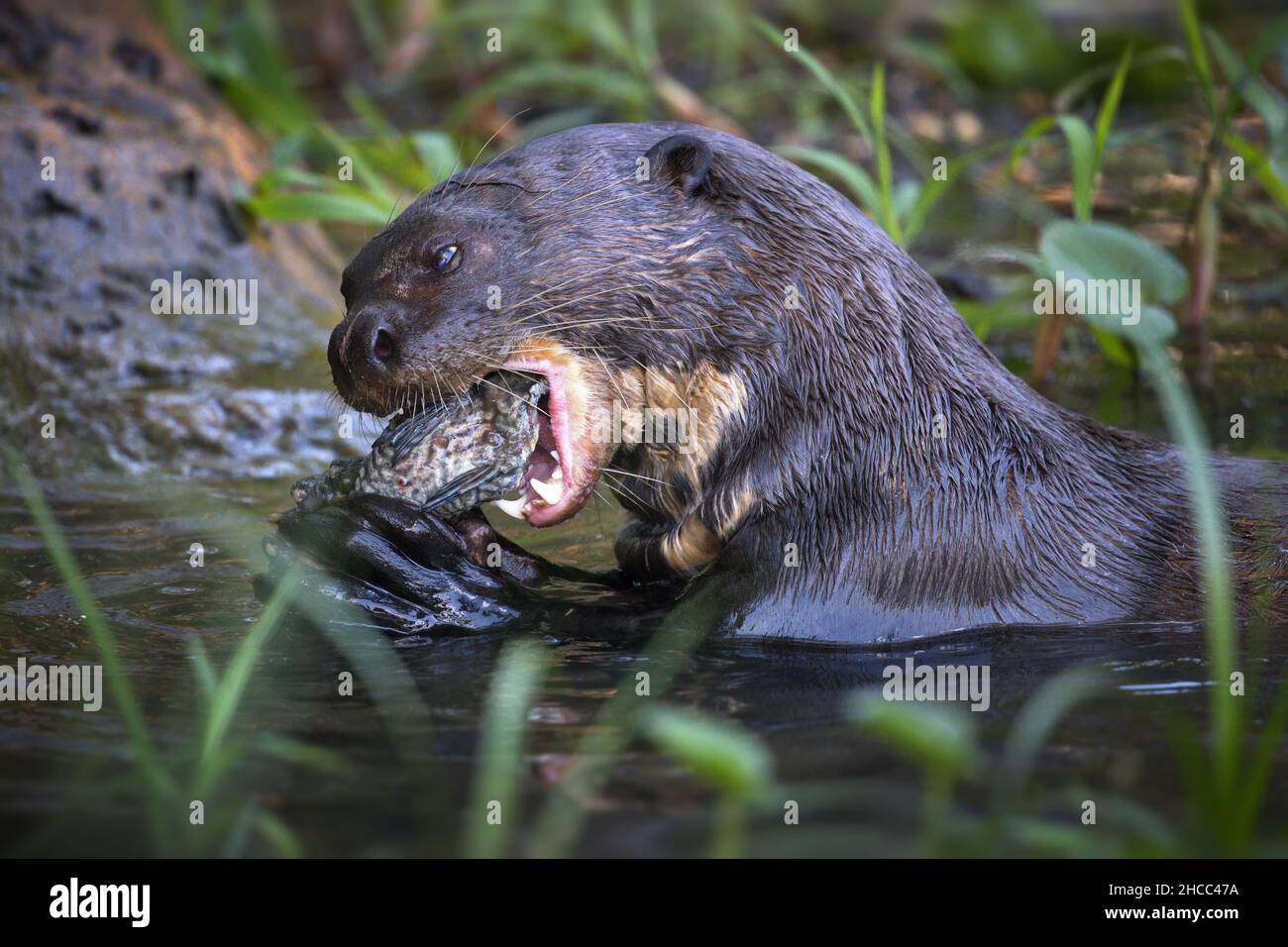 Giant otter eating fish hi-res stock photography and images - Alamy