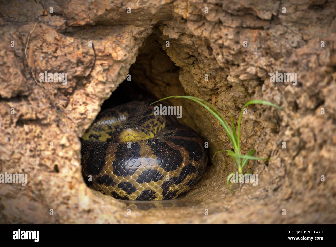 Snake wrapped around in a hole outdoors in Pantanal, Brazil during daylight Stock Photo