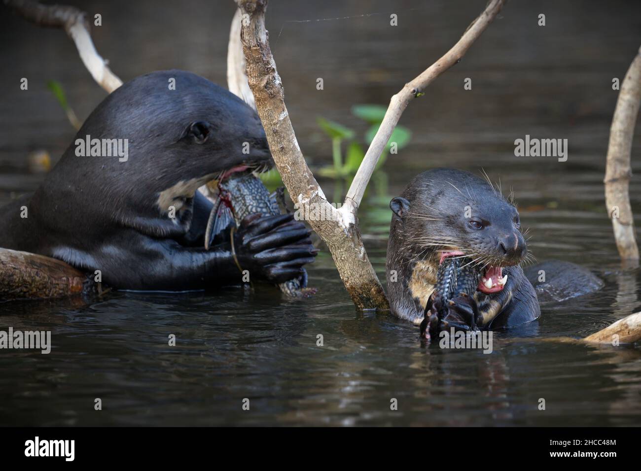 Closeup of giant otters eating fish in a pond in Pantanal, Brazil Stock