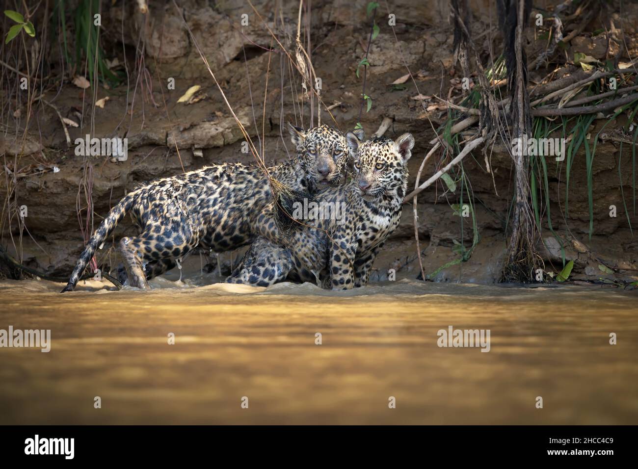 Spotted jaguars mating on the shore of a pond in Pantanal, Brazil Stock Photo