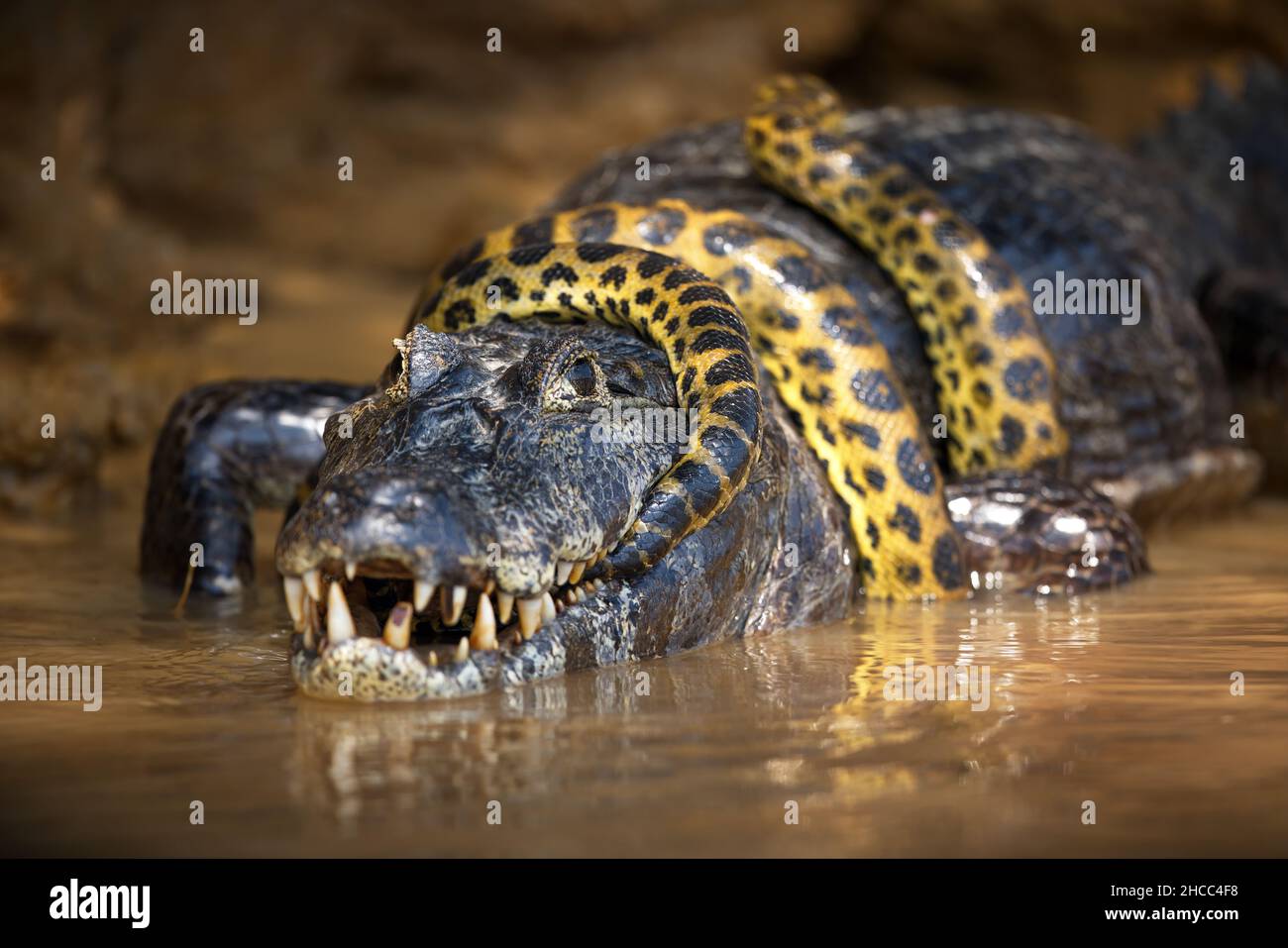 Anaconda snake eating alligator