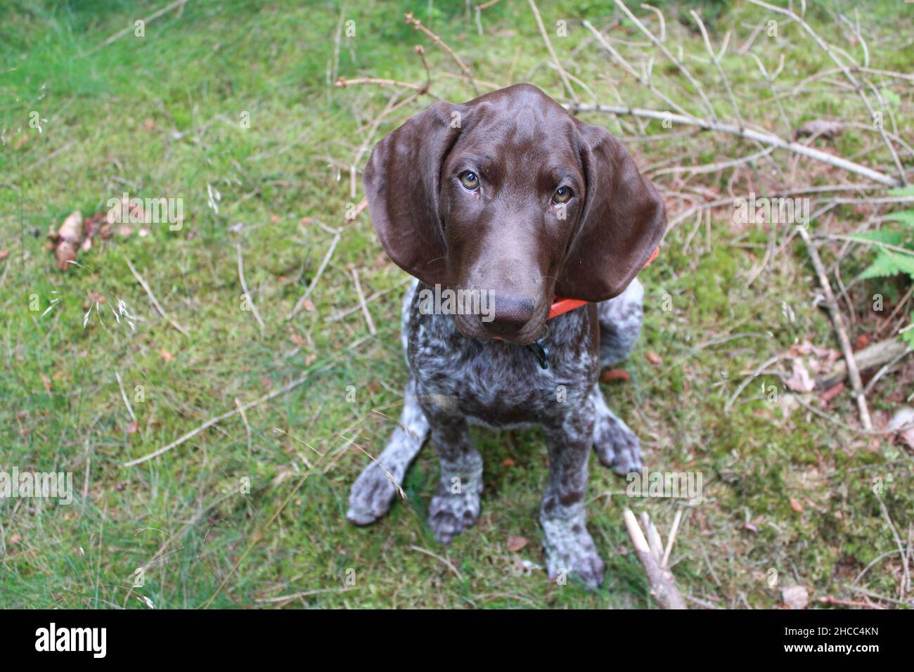 Puppy on a walk in forrest Stock Photo
