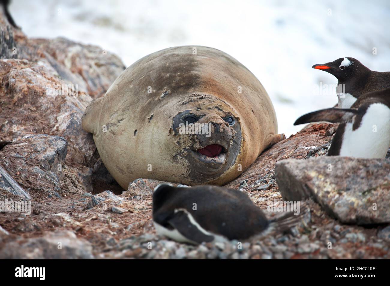 Seal with penguins on a rocky surface in Antarctica Stock Photo Alamy