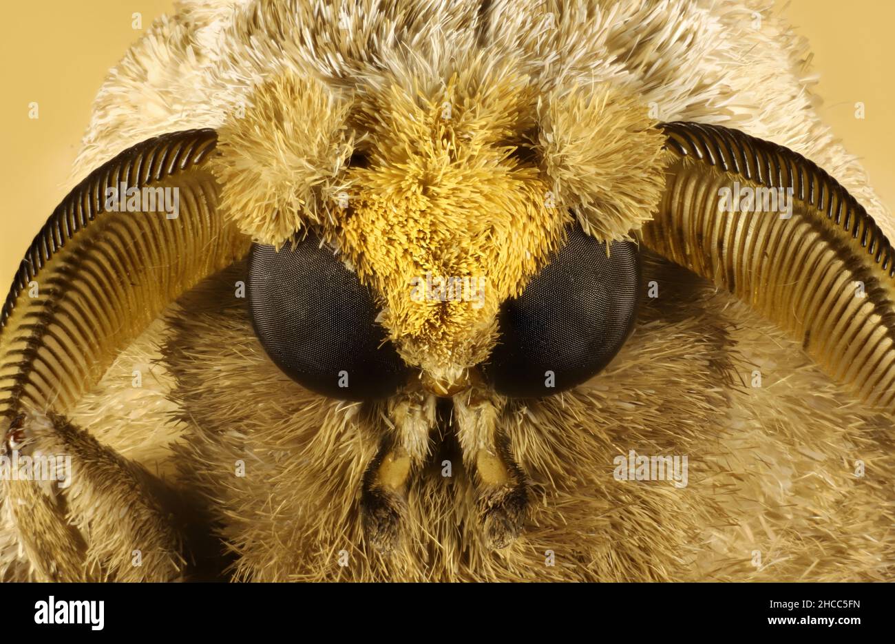 Super macro view of Leopard Moth (Endoxyla lituratus) head Stock Photo