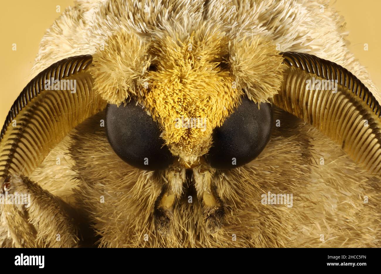 Moth Face Close Up Hi res Stock Photography And Images Alamy Moth Face Close Up Hi res Stock Photography And Images Alamy