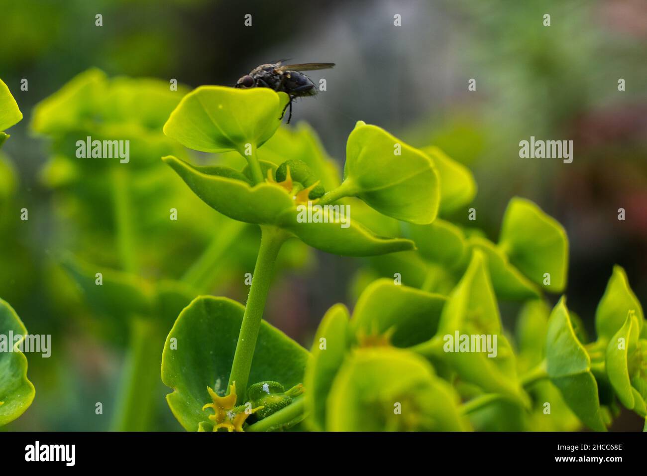 Fly perched on the pine spurge plant in the blurred background Stock Photo