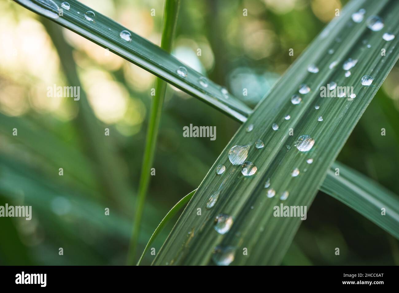 Closeup shot of waterdrops on green leaf Stock Photo