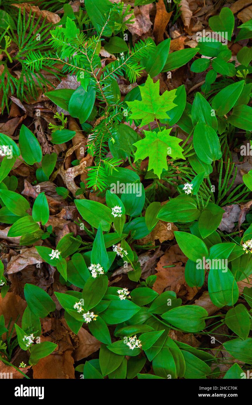 The forest floor in early summer with Canada Mayflower and tree seedings in Delaware Water Gap National Recreation Area, Pennsylvania Stock Photo