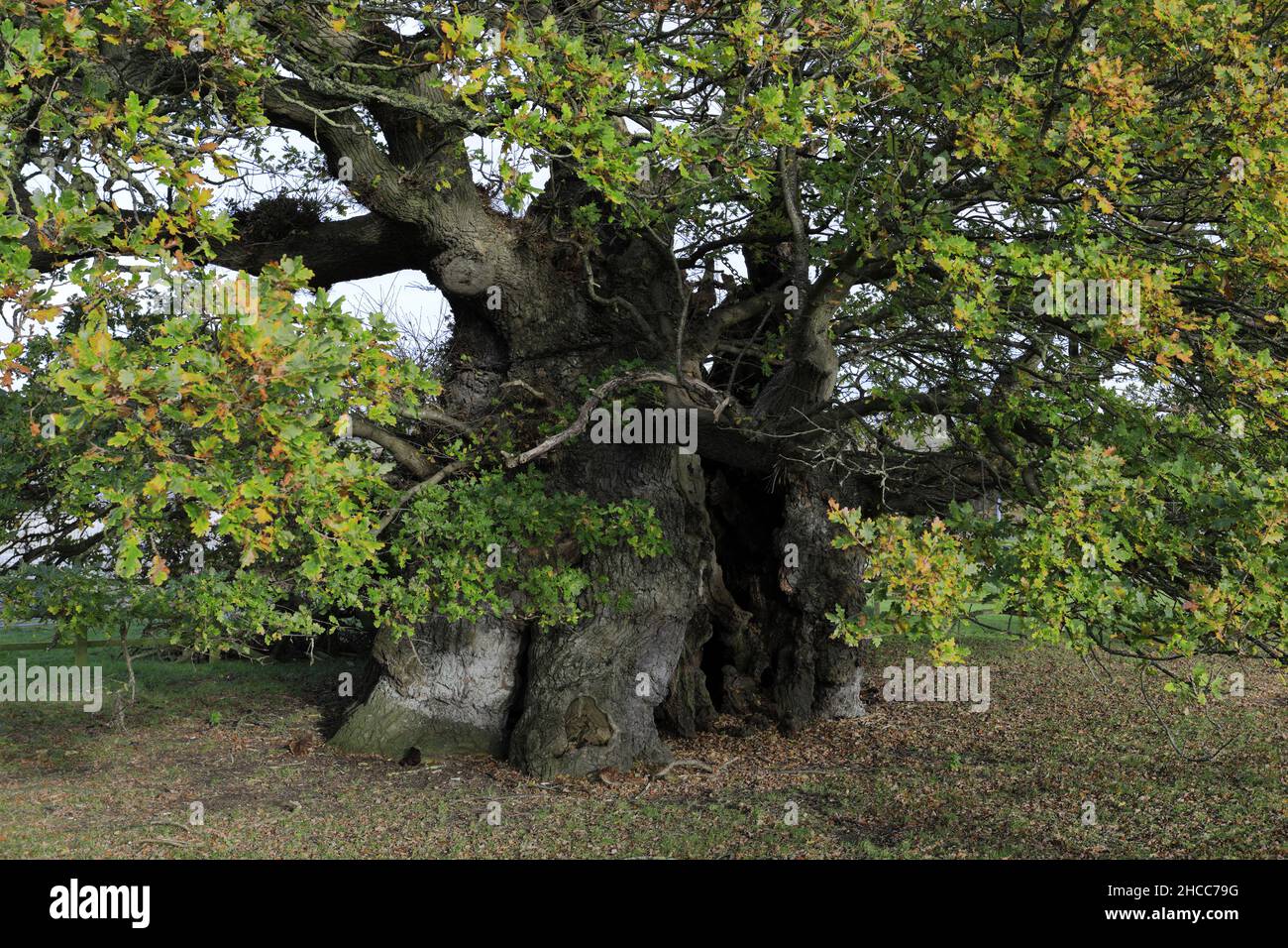 Bowthorpe oak lincolnshire hi-res stock photography and images - Alamy